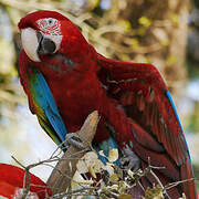 Red-and-green Macaw