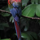 Ara chloroptère