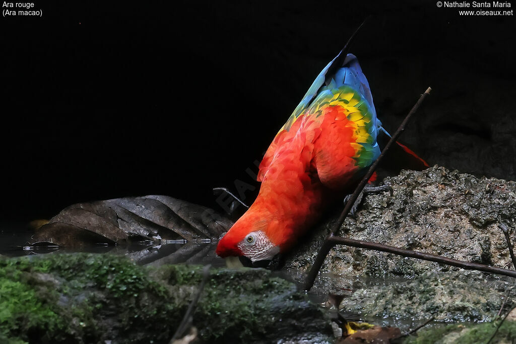Ara rouge