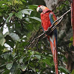 Ara rouge