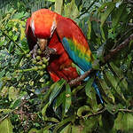 Ara rouge