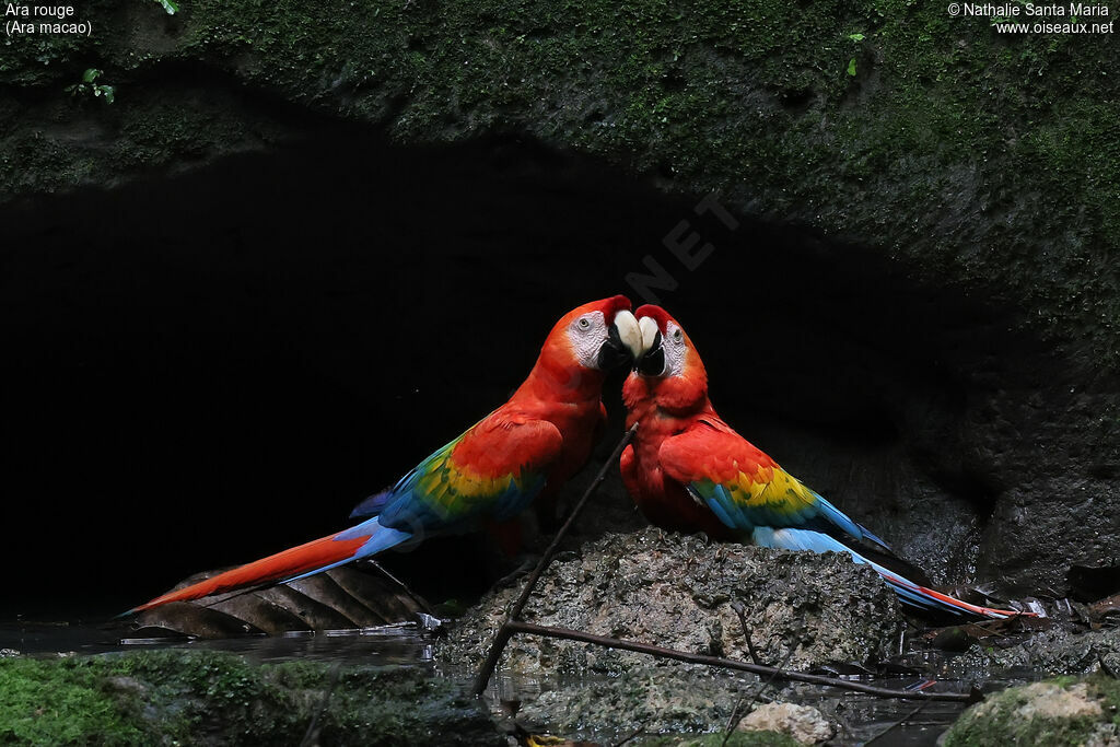 Ara rouge