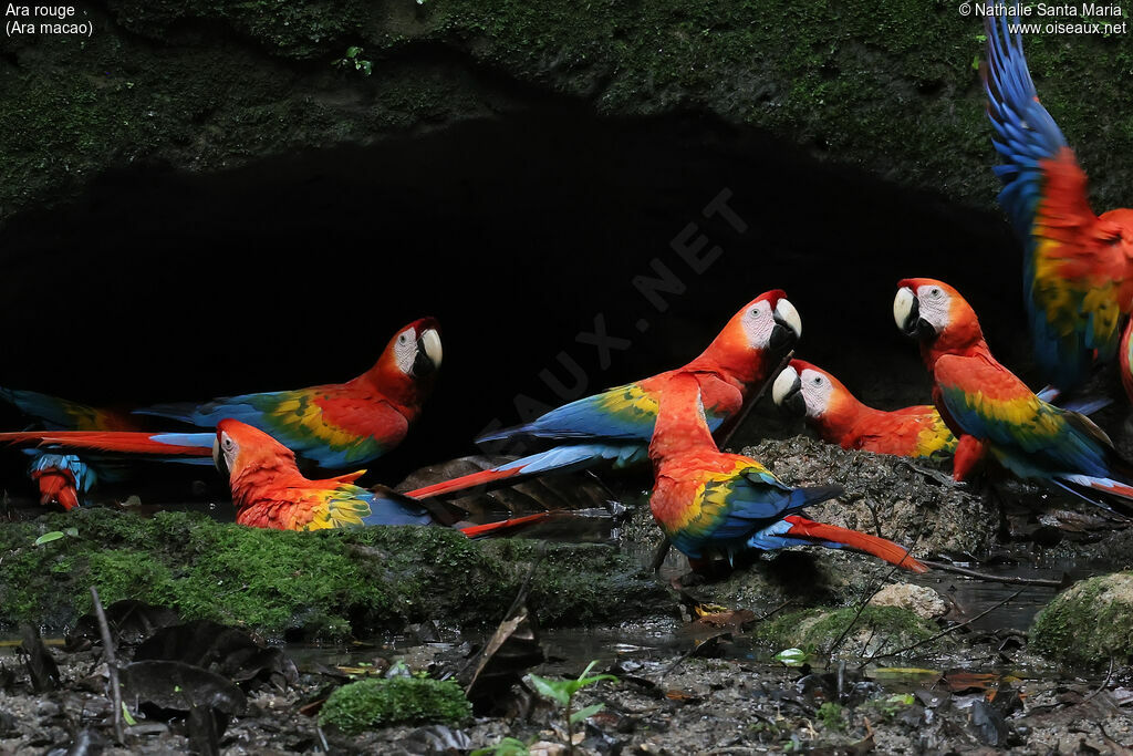 Ara rouge