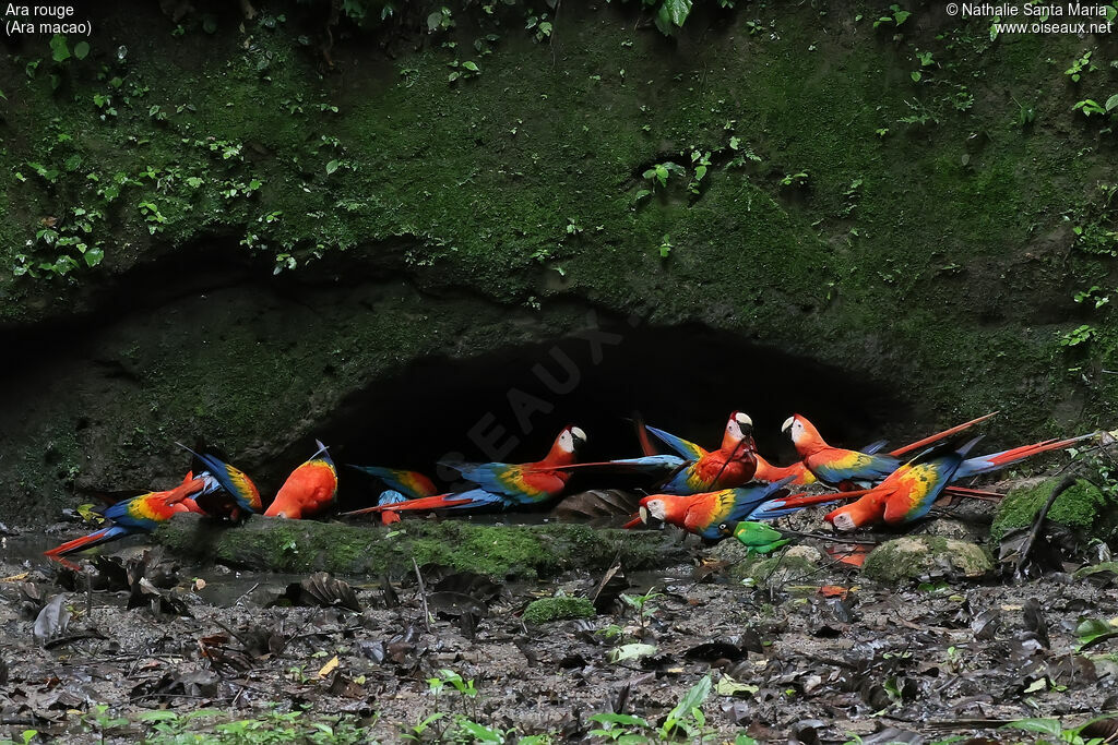 Ara rouge