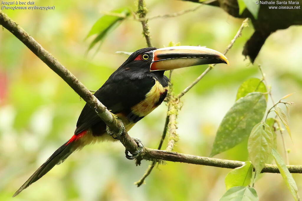 Pale-mandibled Aracari male adult, identification