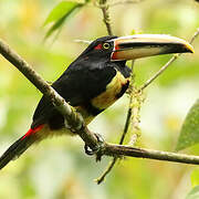 Pale-mandibled Aracari