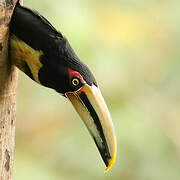 Pale-mandibled Aracari