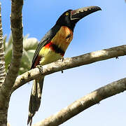 Collared Aracari