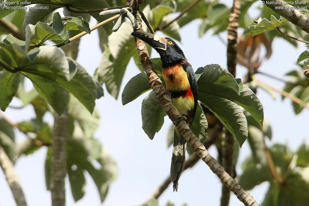 Collared Aracariadult, identification