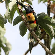 Collared Aracari