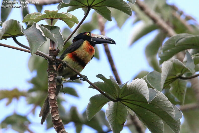 Araçari à collieradulte, identification