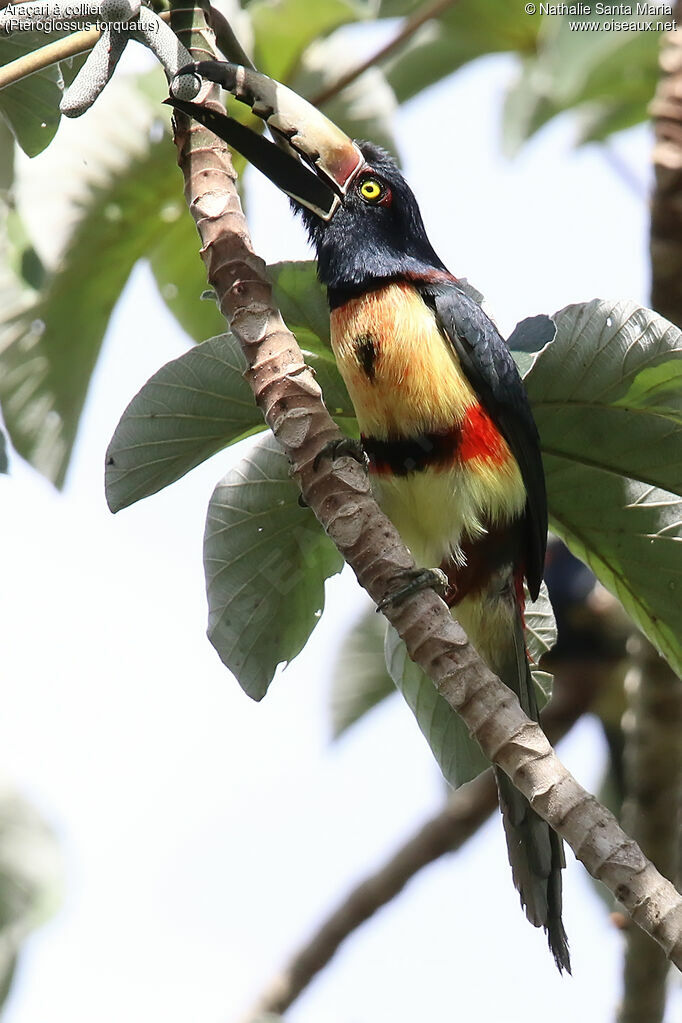 Collared Aracariadult, identification, eats