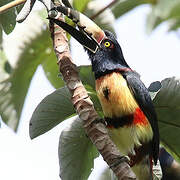 Collared Aracari