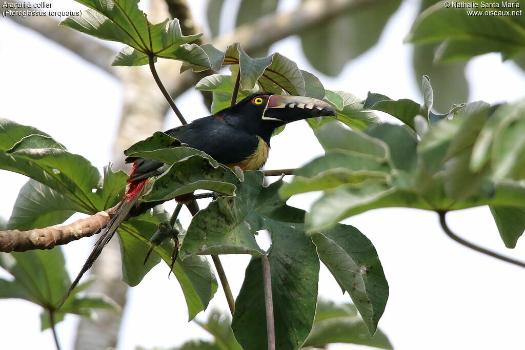 Collared Aracariadult, identification