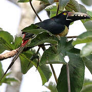 Collared Aracari