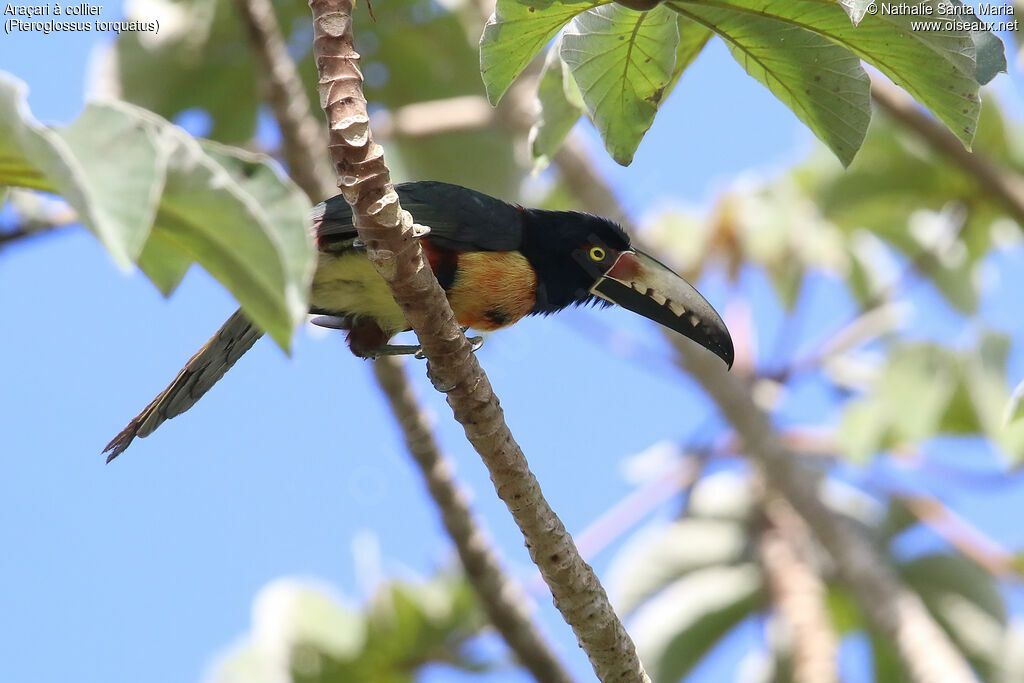 Araçari à collieradulte, identification