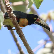 Collared Aracari