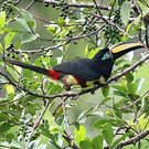 Araçari multibande