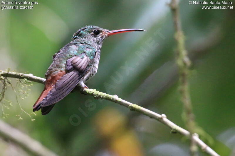 Rufous-tailed Hummingbirdsubadult transition, identification