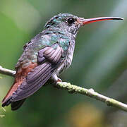 Rufous-tailed Hummingbird