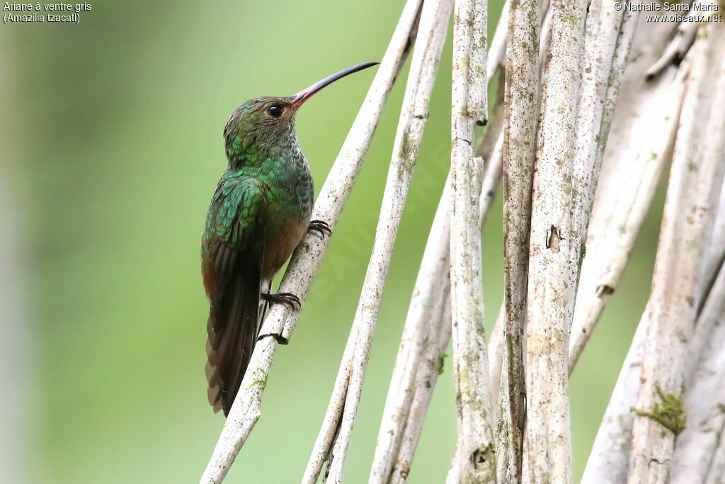 Rufous-tailed Hummingbird female adult, identification