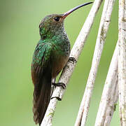 Rufous-tailed Hummingbird