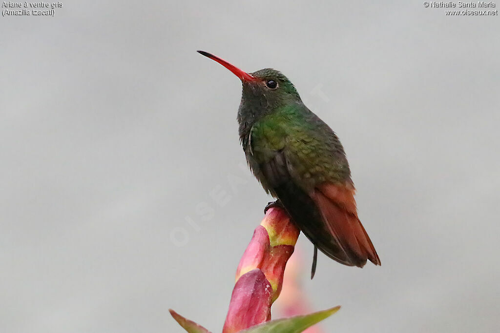 Rufous-tailed Hummingbird male adult, identification