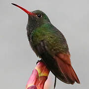 Rufous-tailed Hummingbird