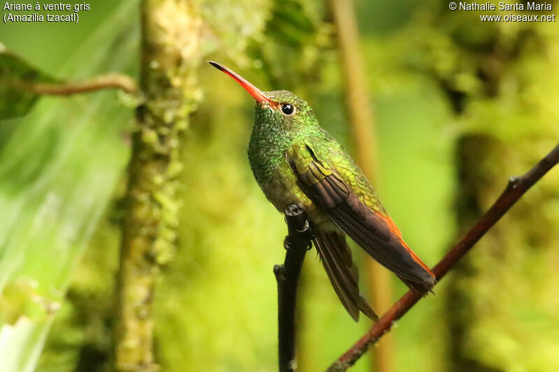 Rufous-tailed Hummingbird male adult, identification