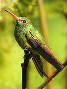 Rufous-tailed Hummingbird