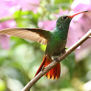 Rufous-tailed Hummingbird