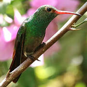 Rufous-tailed Hummingbird