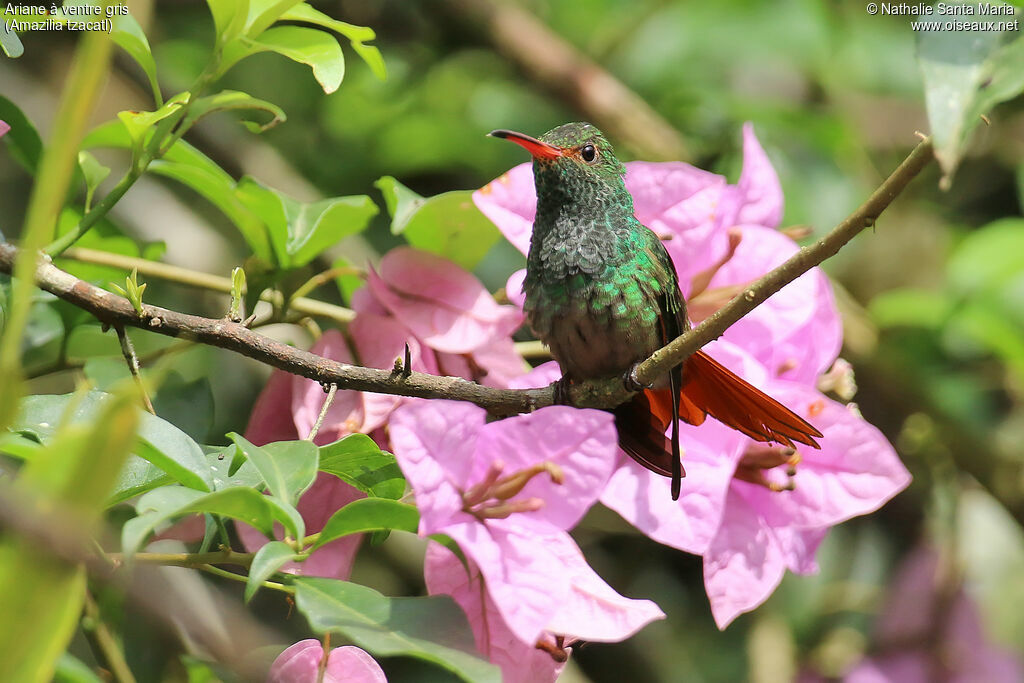 Rufous-tailed Hummingbirdadult, identification