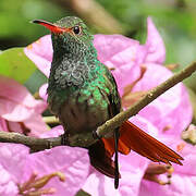 Rufous-tailed Hummingbird