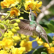 White-bellied Emerald