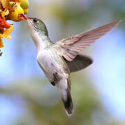 White-bellied Emerald