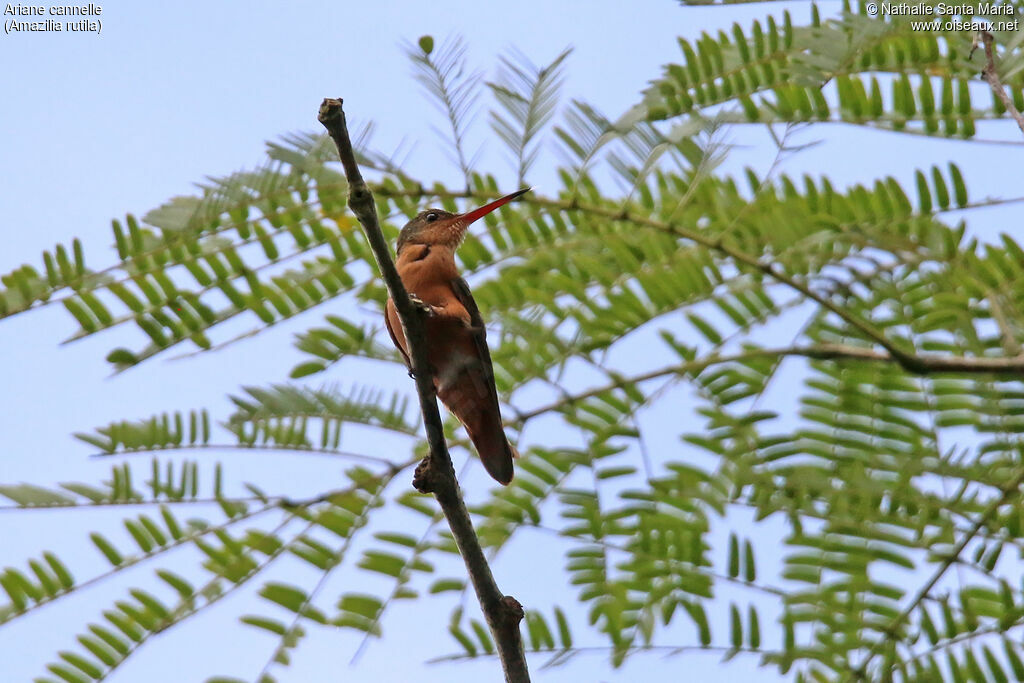 Cinnamon Hummingbirdadult, identification