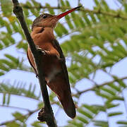 Cinnamon Hummingbird