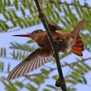 Cinnamon Hummingbird