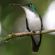 Andean Emerald