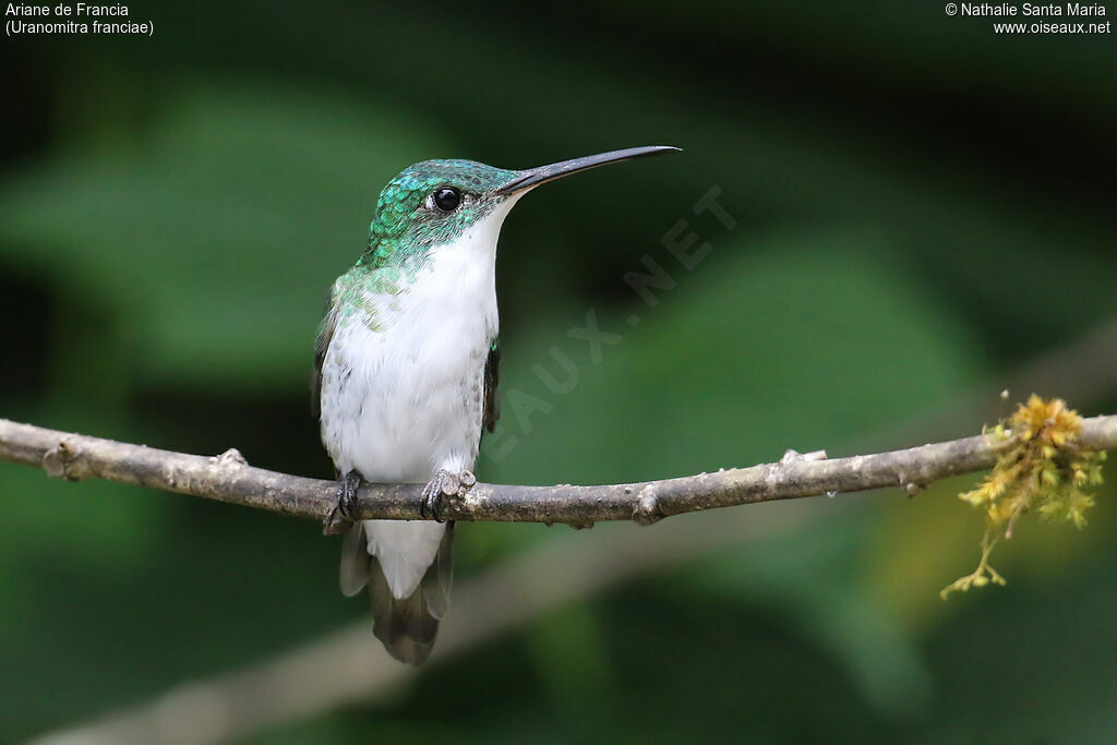 Andean Emerald female adult, identification