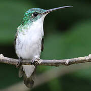 Andean Emerald