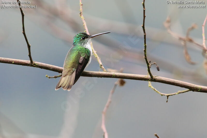 Andean Emerald female adult, identification