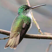 Andean Emerald