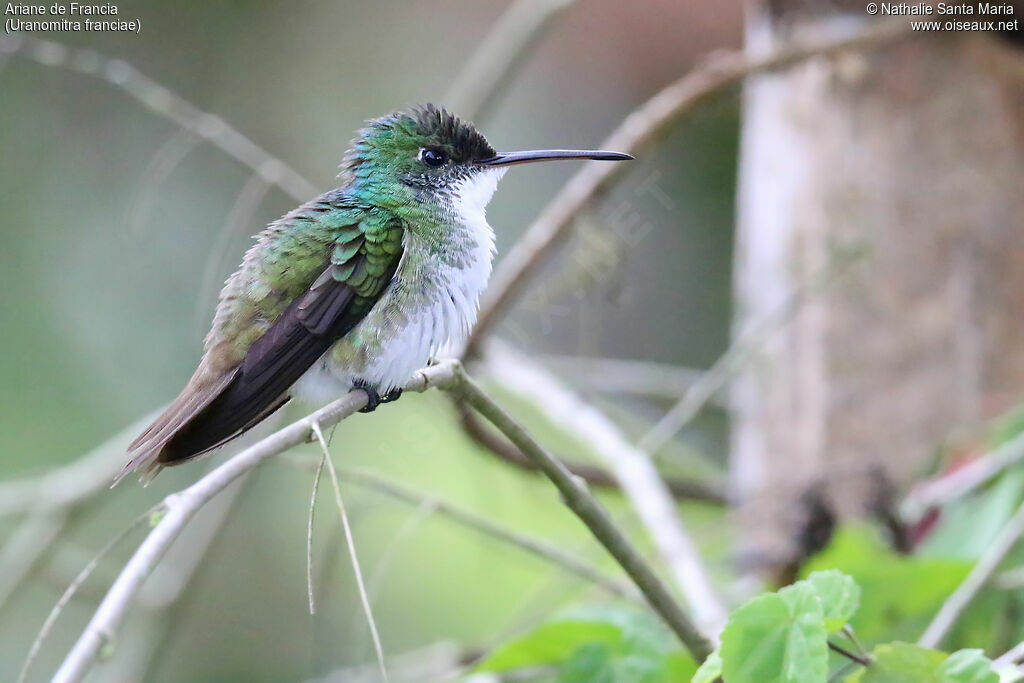 Andean Emeraldadult, identification