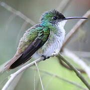 Andean Emerald