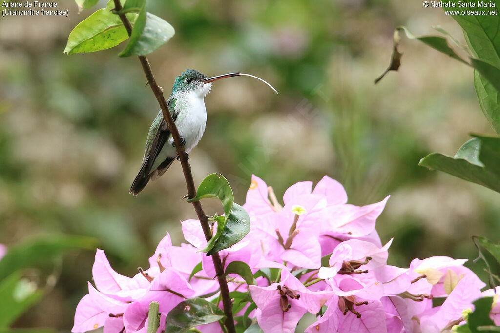 Ariane de Franciaadulte, identification