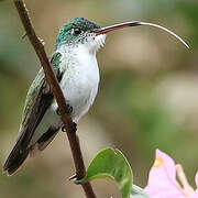 Andean Emerald