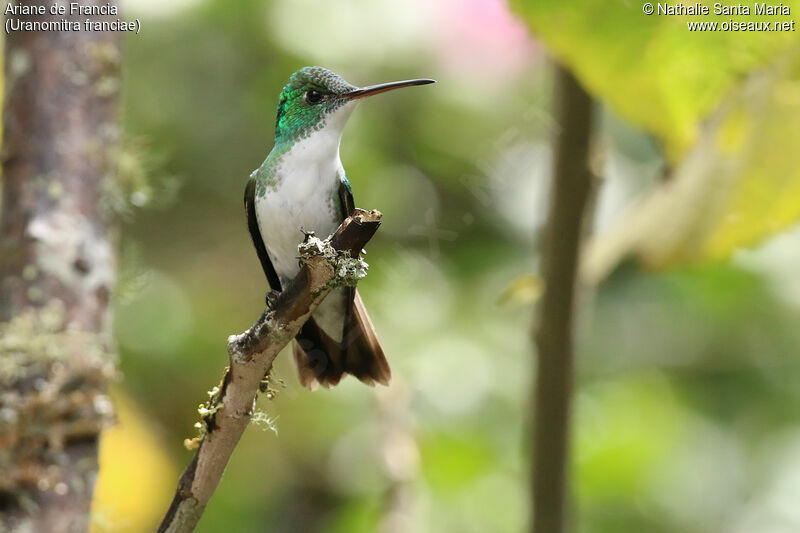 Andean Emeraldadult, identification