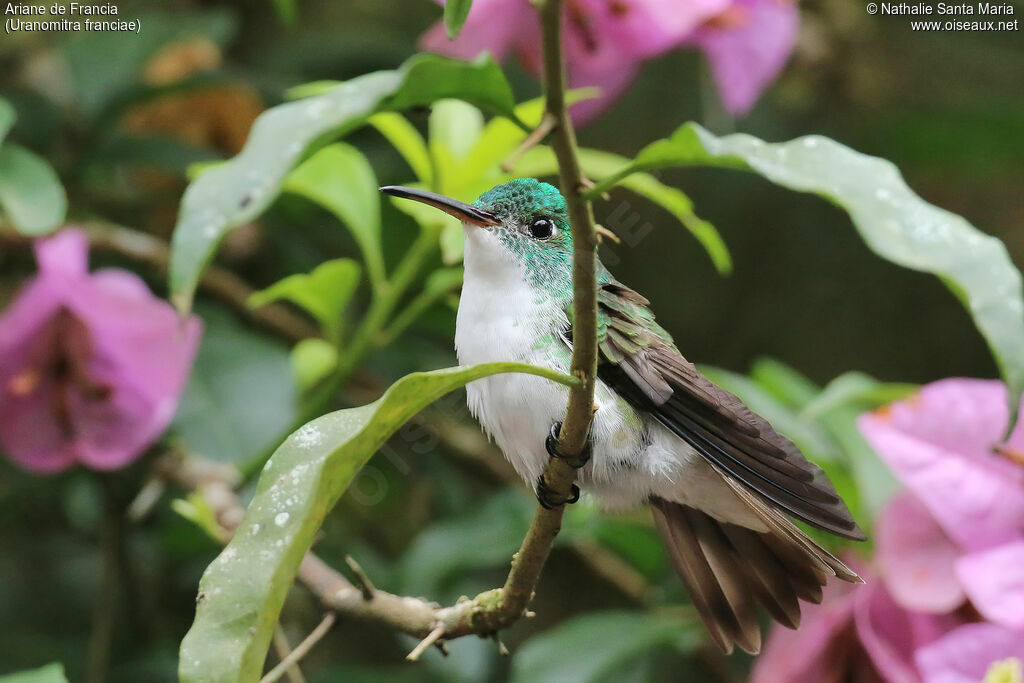 Andean Emeraldadult, identification